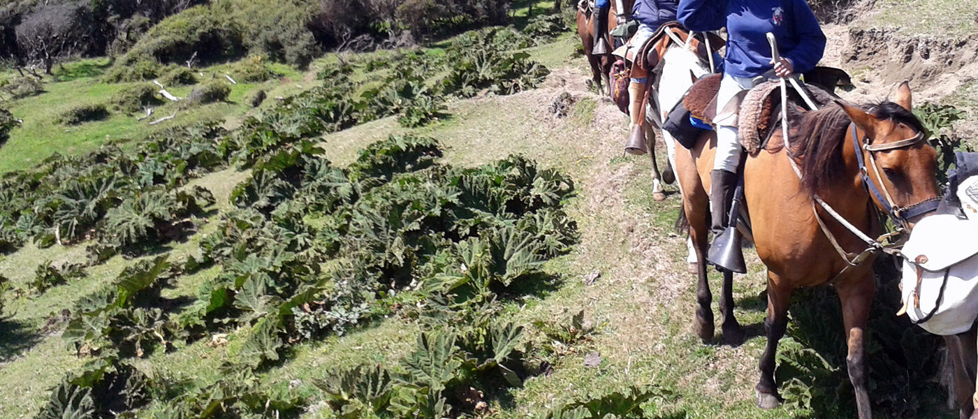 Explore Patagonia on Horseback Chiloe Island Chile