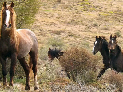 Wild Horses Tierra del Fuego
